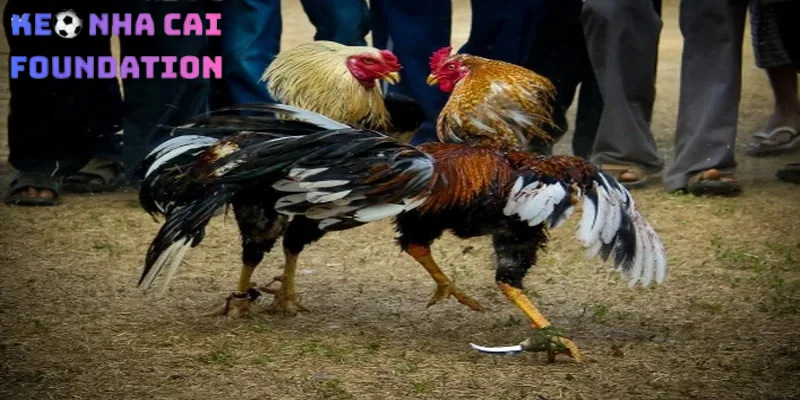 Các tiêu chí dùng đánh giá trang đá gà Thomo uy tín