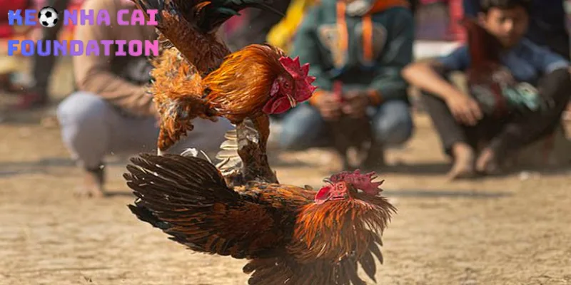 Đá gà cúp C2 là môi trường cho các chiến kê tầm trung