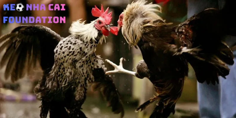 Nhà Cái Đá Gà Nào Cho Phép Xem Live Full HD Và Đặt Cược Không Bị Chặn? Daga88 là nhà cái đá gà xem Live Full HD sắc nét