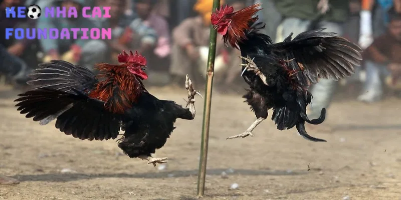 Đánh Giá Sảnh Đá Gà Philippines