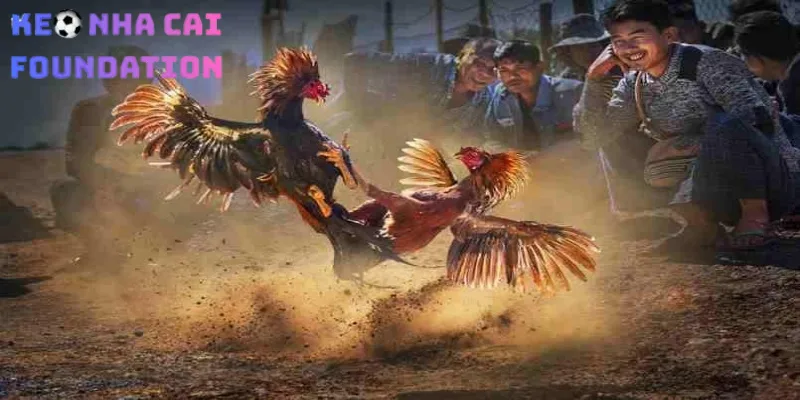 Đánh giá ưu nhược điểm của sảnh đá gà S128