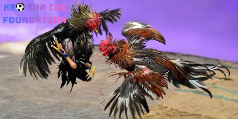 Kinh nghiệm chơi đá gà Philippines tối ưu hóa lợi nhuận