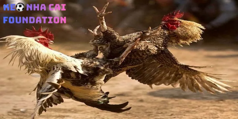 Nhà Cái Đá Gà Nào Cho Phép Xem Live Full HD Và Đặt Cược Không Bị Chặn? Mẹo hay để xem live đá gà hiệu quả cao từ cao thủ