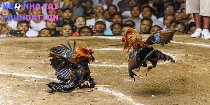 Một vài thông tin cơ bản về đá gà Philippines