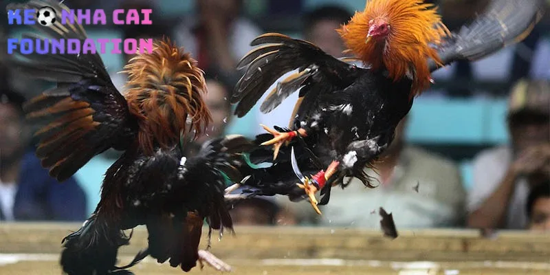 Nền tảng đá gà S128 mang đến độ ổn định cao