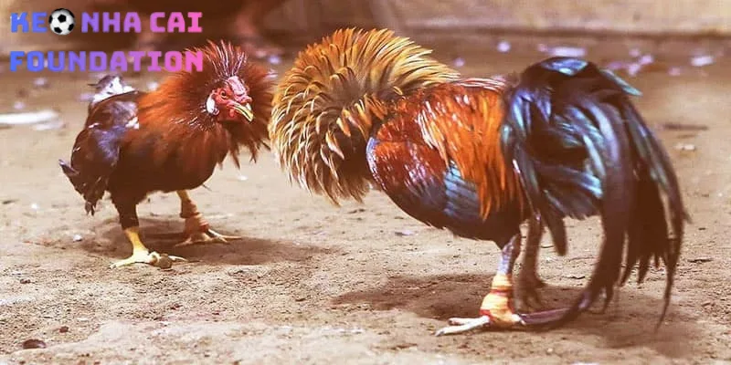 Nhà Cái Đá Gà Nào Cho Phép Xem Live Full HD Và Đặt Cược Không Bị Chặn? S128 là trang xem đá gà Full HD không bị chặn