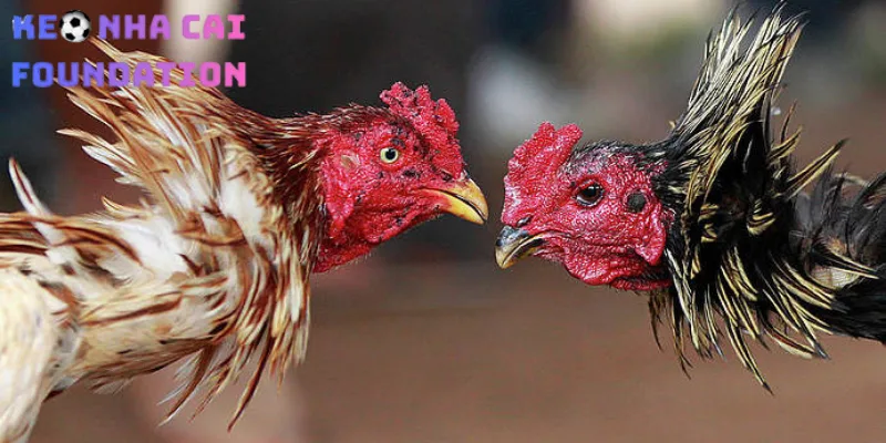 Thomo Campuchia là bồ gà nổi tiếng tại Châu Á