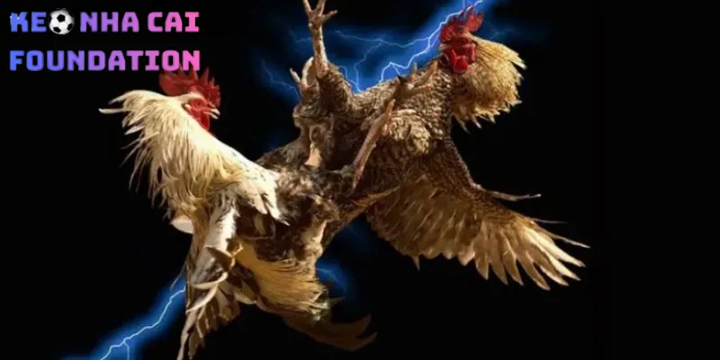 Tiêu chí đánh giá chính sách bảo mật sảnh đá gà