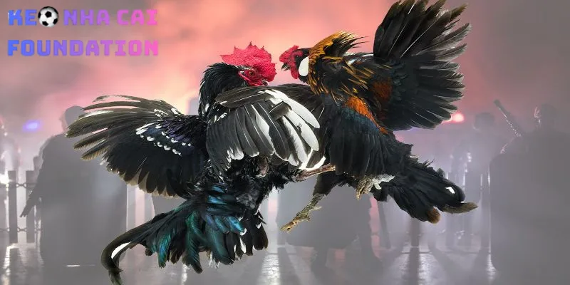 Tổng Hợp Các Đấu Đá Gà Cúp C1 C2