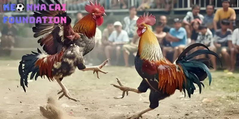 Top 5 Trang Cá Cược Đá Gà Thomo