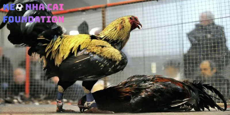 Trang đá gà AW8 ghi điểm bởi phong cách hiện đại